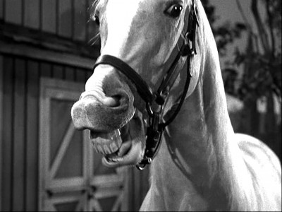 Mr. Ed to run for politics in Canada. Offers more than Trudeau.